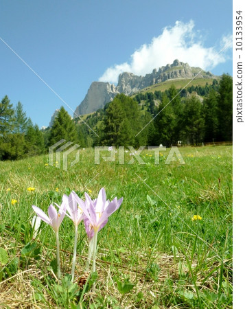 Italy · Dolomite · Kostanga Pass 10133954
