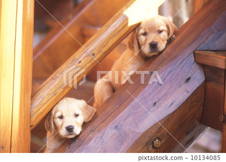 Parent and child of Golden Retriever of log house Parent and child of Golden Retriever of log house 10134085