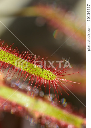 威爾士洋蔥 10134317