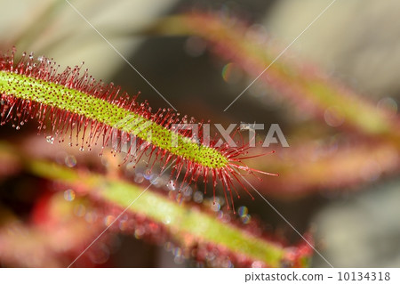 Welsh onion 10134318
