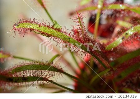 Welsh onion 10134319