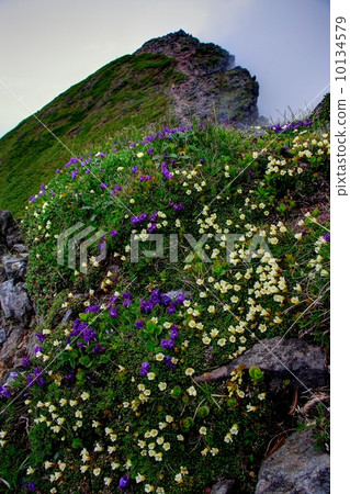 開花在Yatsugatake·Yokodake ridgeline的高山植物 10134579