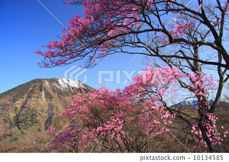 Akitoshira的紅尾aegyan杜鵑花和剩餘的降雪山。 10134585