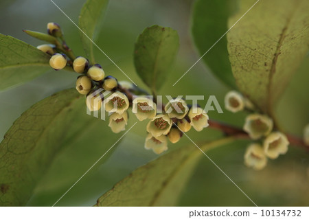 Male flowers of natural plant Hisakaki 10134732