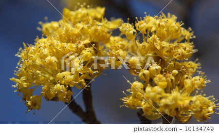 三水花盛開的天然植物 10134749