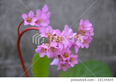 Himalaya Yukinoshita 10134884