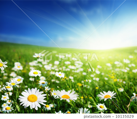 field of daisy flowers 10135029