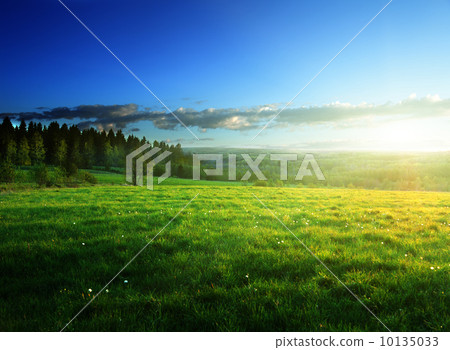 field of spring grass and forest field of spring grass and forest 10135033