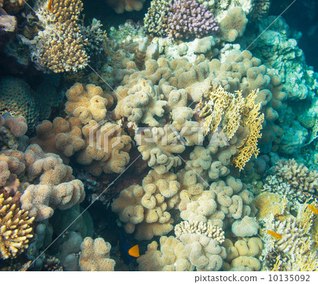 Coral reef Coral reef 10135092