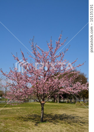 修善寺我櫻花 10135191