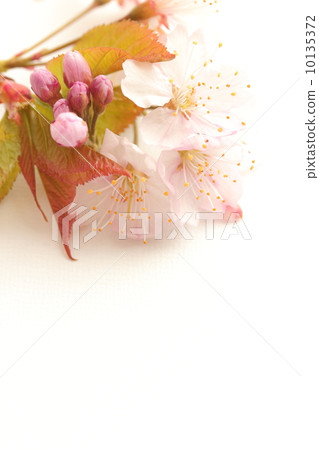 櫻花 櫻花 10135372