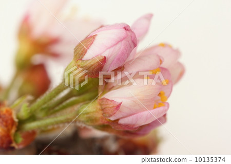 Cherry buds Cherry buds 10135374