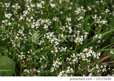 Tanetsukesbana Tanetsukesbana 10135686