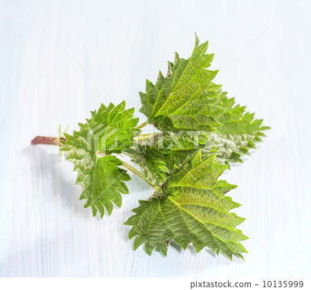 Fresh nettle leaves on a wooden table 10135999