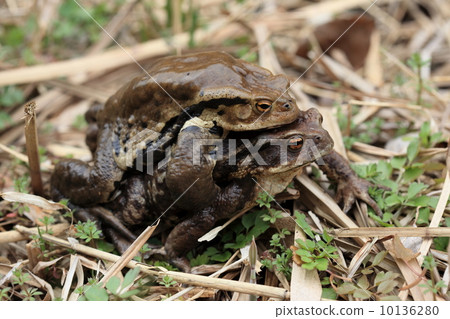 Creatures Amphibian Toad female migratory toad with moving male Creatures Amphibian Toad female migratory toad with moving male 10136280