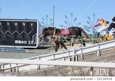 Banged賽馬 10136436