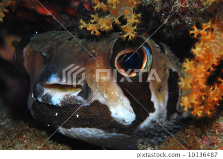 豪豬魚 豪豬魚 10136487