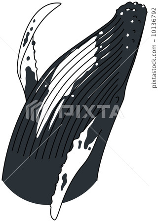 Humpback whale 10136792