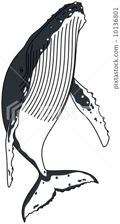 座頭鯨 10136801