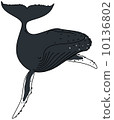 Humpback whale 10136802