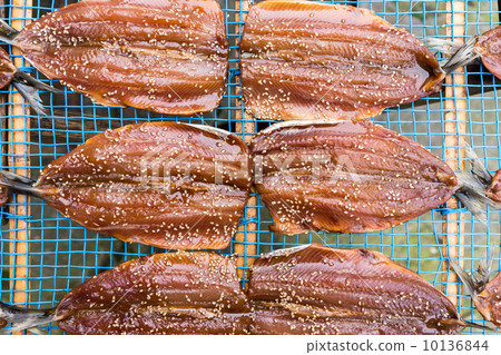 曬日光浴的馬鯖魚 10136844