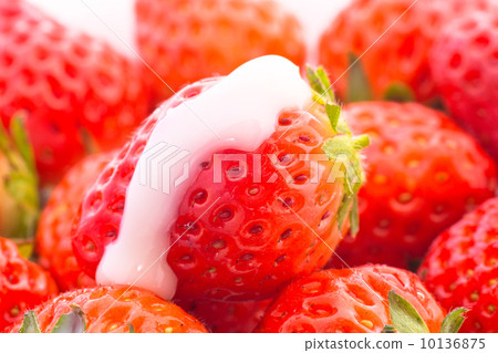 Morning picking strawberries Morning picking strawberries 10136875