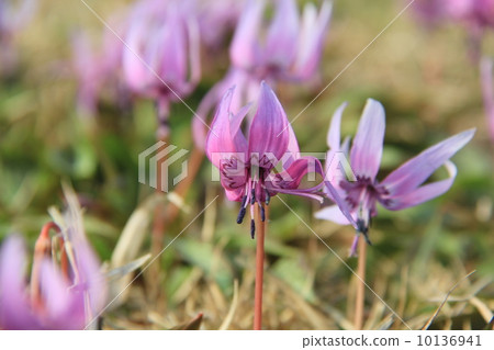 臨時的花朵 10136941