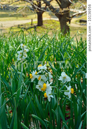 Old Shiba Rikyu皇宮花園·Nihon Suisen Higanbana部門 10136956