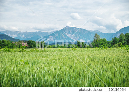 Field of spring grass and mountains Field of spring grass and mountains 10136964