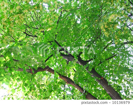 Green linden branches in the blossom 10136979