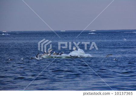 Drift ice 10137365