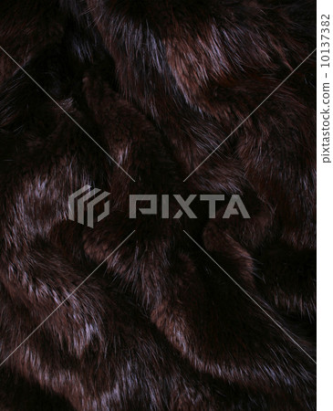 The  brown fur of a beaver 10137382