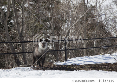 Japanese serow Japanese serow 10137449