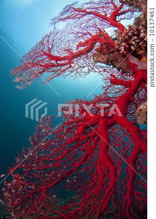 Red Isobana 10137461