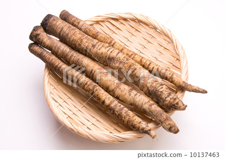 Susumu牛蒡 Susumu牛蒡 10137463