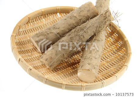 Tororo yam 10137573