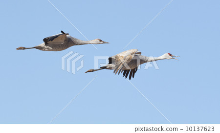 Two pairs of Canadian cranes Two pairs of Canadian cranes 10137623