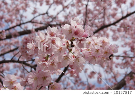 Anzai cold cherry tree 2014 Oyakura cherry up Anzai cold cherry tree 2014 Oyakura cherry up 10137817