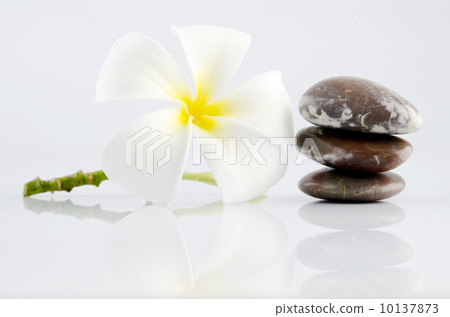 Frangipani on therapy stones 10137873