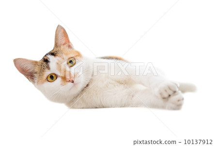 Malaysian short haired cat lying Malaysian short haired cat lying 10137912