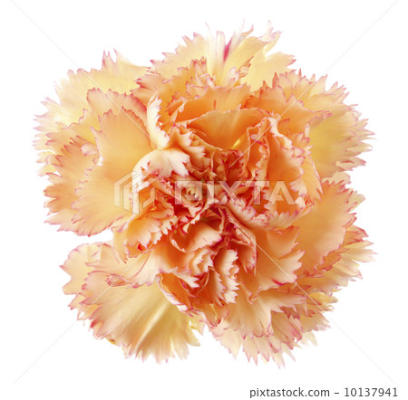 Gold carnation flower 10137941