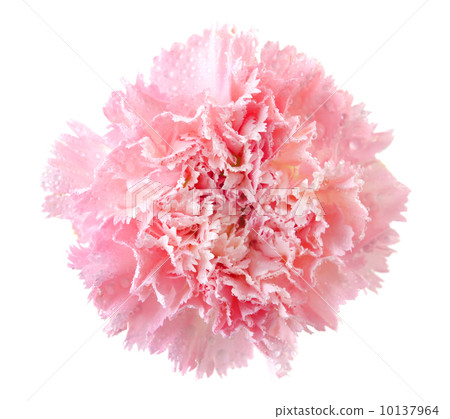 图库照片: pink carnation