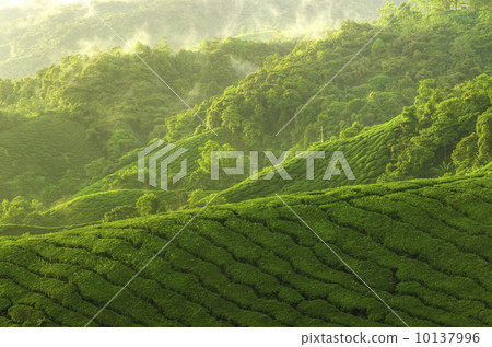 Tea plantation 10137996