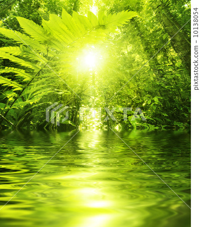 Tropical forest and river 10138054