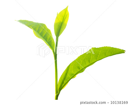 Tea leaves 10138169