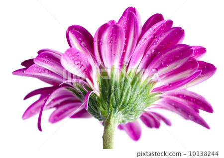 Red Gerber Daisy 10138244