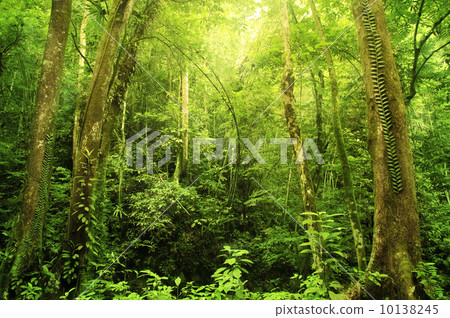 Rain forest 10138245