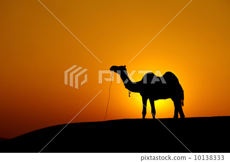Desert landscape Desert landscape 10138333
