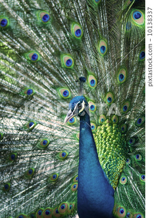 Peacock 10138337