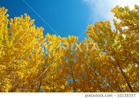 View of Fall Aspen Trees 10138357